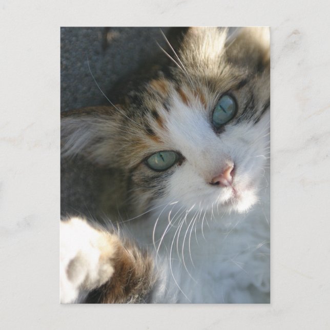 Cartão Postal Gatinho Reprodutor (Frente)