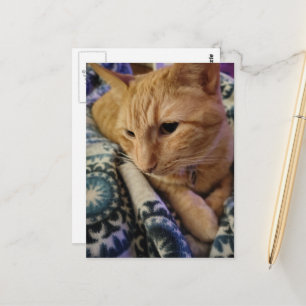 Cartão Postal Gatinho Ruivo Adorável e Sonolento