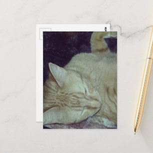 Cartão Postal gatinho ruivo adorável na cama