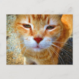 Cartão Postal Gatinho Ruivo Fofo Gatinho Pequeno Amigável