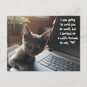 CARTÃO POSTAL GATINHO SELFIE HELLO