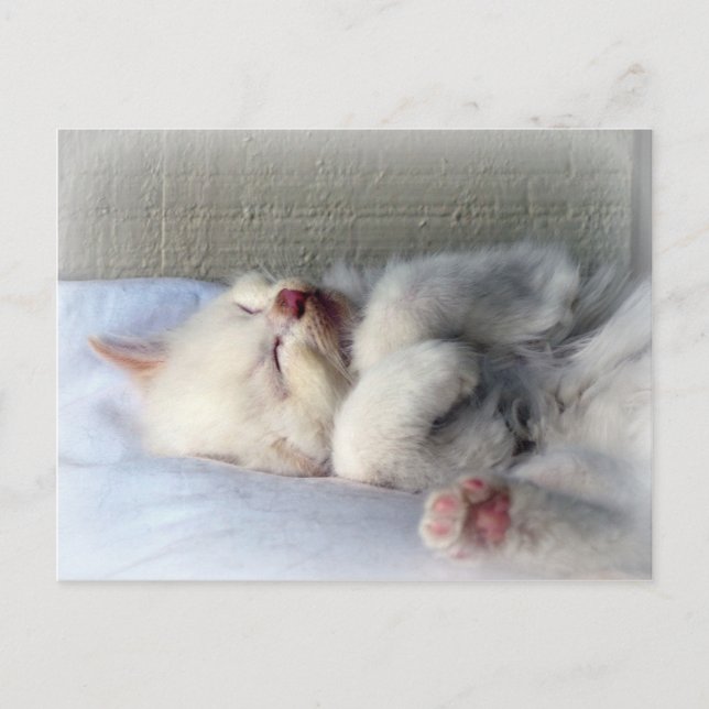 Cartão Postal Gatinho Sonolento (Frente)