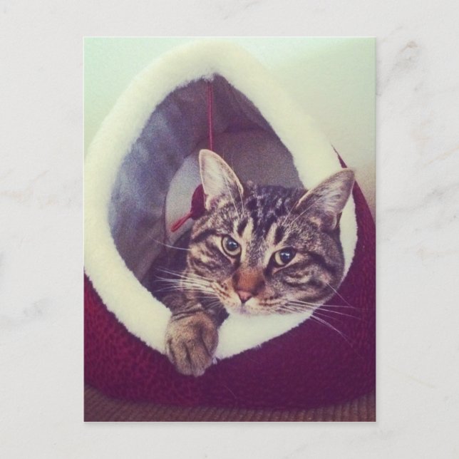 Cartão Postal Gatinho Tabby Na Fotografia De Fechamento Do Hut (Frente)
