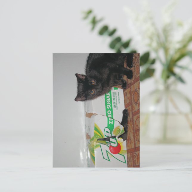 Cartão Postal Gatinhos (Em pé/Frente)