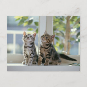 Cartão Postal Gatinhos