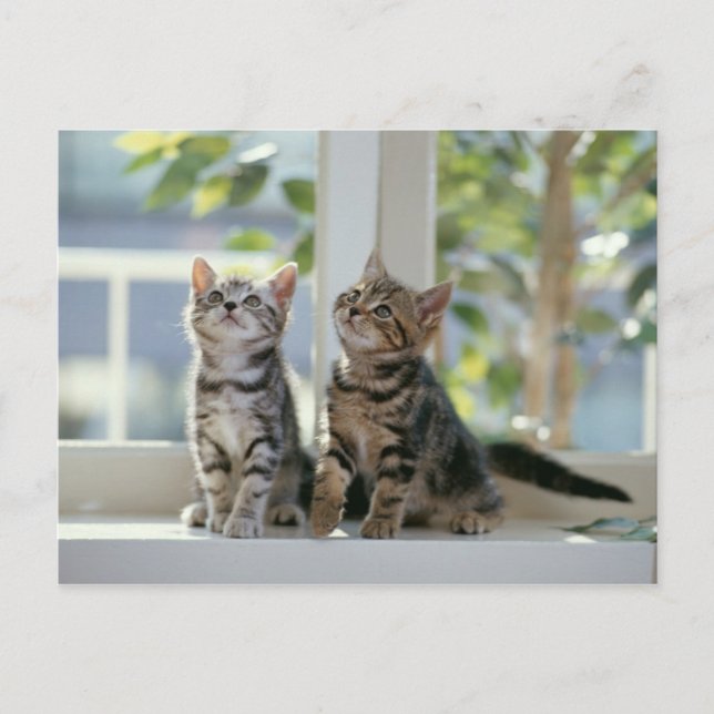 Cartão Postal Gatinhos (Frente)
