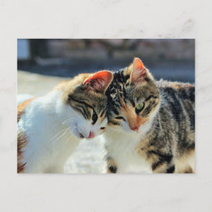 Cartão Postal Gatinhos