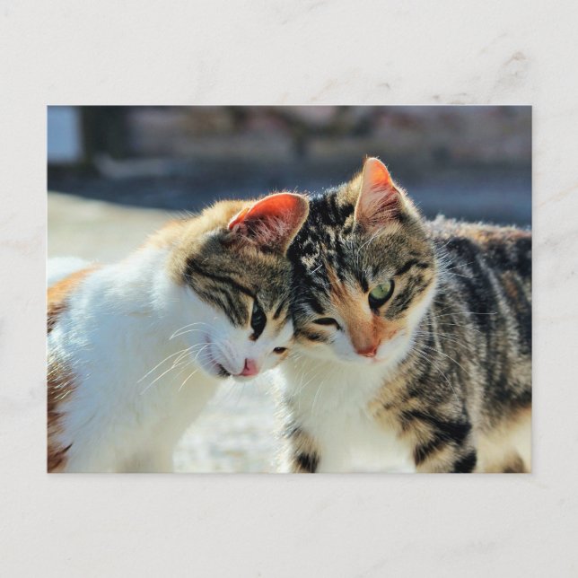 Cartão Postal Gatinhos (Frente)