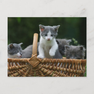 Cartão Postal gatinhos