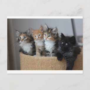 Cartão Postal Gatinhos