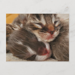 Cartão Postal Gatinhos