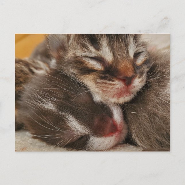 Cartão Postal Gatinhos (Frente)