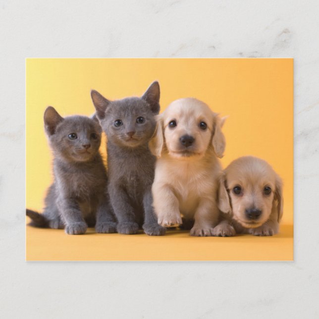 Cartão Postal Gatinhos Azuis Russos E Almofadas De Dachshund (Frente)