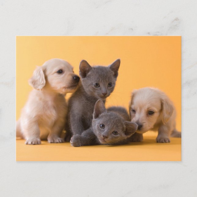 Cartão Postal Gatinhos Azuis Russos e Puppies Dachshund (Frente)