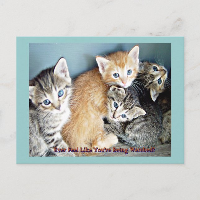 Cartão Postal Gatinhos bonitos (Frente)