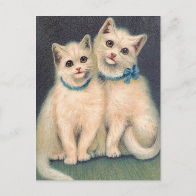 Cartão Postal Gatinhos Brancos Cujos (Frente)