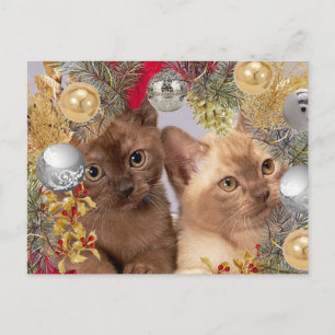 Cartão Postal Gatinhos de Natal