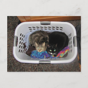 Cartão Postal Gatinhos de soquete