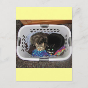 Cartão Postal Gatinhos de soquete