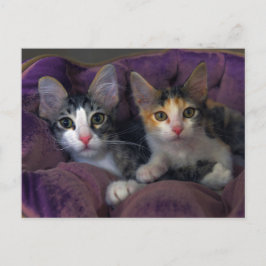 Cartão Postal Gatinhos em uma Cama Roxa