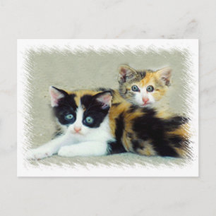 Cartão Postal Gatinhos Engraçados