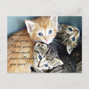 Cartão Postal Gatinhos Fofos