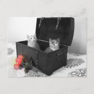 Cartão Postal gatinhos no porta-malas com flores