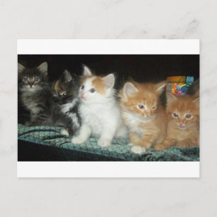 Cartão Postal Gatinhos num Cartão-Postal de Linha