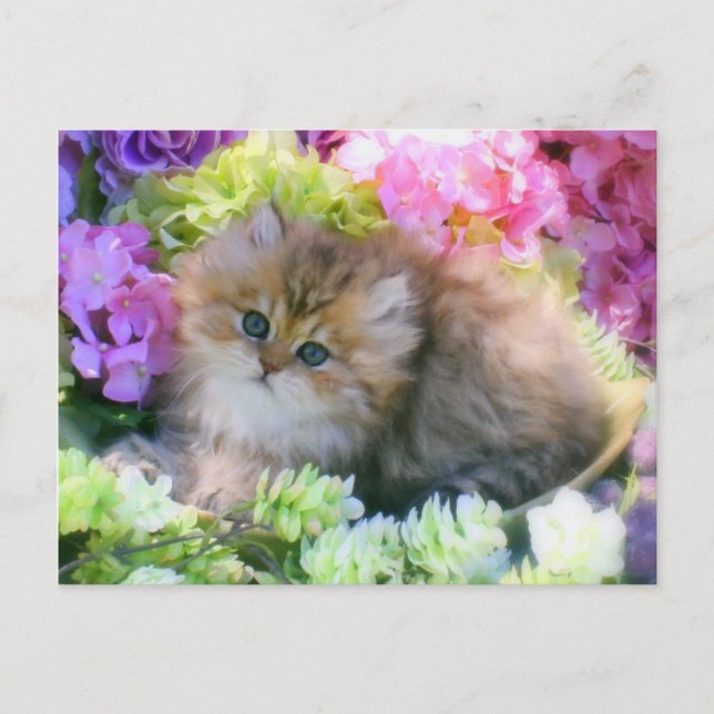 Cartão Postal Gatinhos preciosos Gatos Fluffy (Frente)