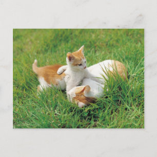 Cartão Postal Gatinhos Reproduzíveis