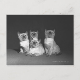 Cartão Postal Gatinhos siameses procurando B&W