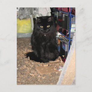 Cartão Postal Gato