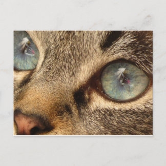 Cartão Postal gato