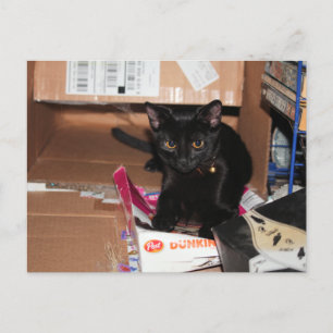 Cartão Postal Gato