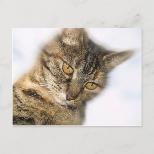Cartão Postal Gato (Frente)
