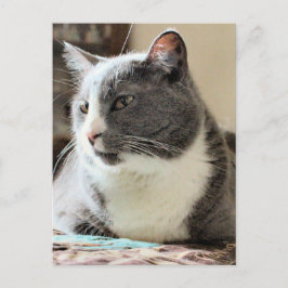 Cartão Postal Gato