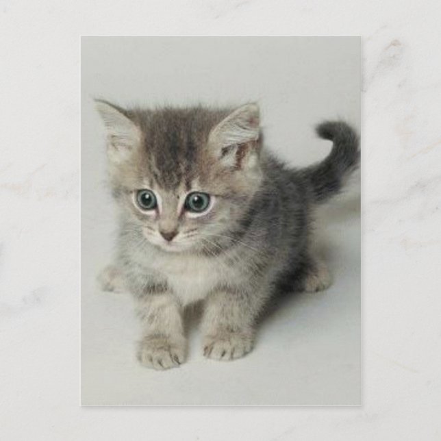 CARTÃO POSTAL GATO (Frente)