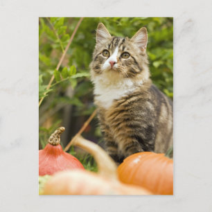 Cartão Postal Gato