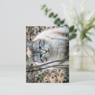 Cartão Postal Gato