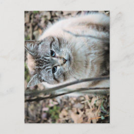 Cartão Postal Gato