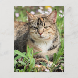 Cartão Postal Gato