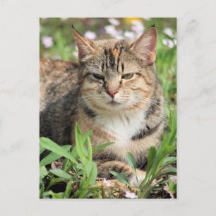 Cartão Postal Gato