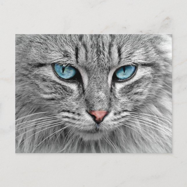 Cartão Postal Gato (Frente)