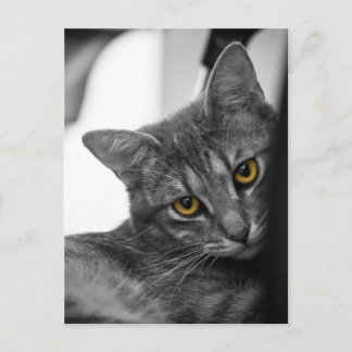 Cartão Postal Gato