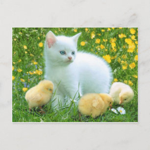 Cartão Postal gato