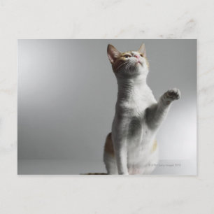 Cartão Postal gato
