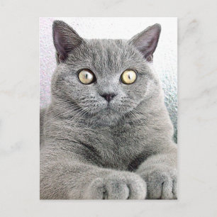 Cartão Postal gato