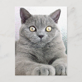 Cartão Postal gato