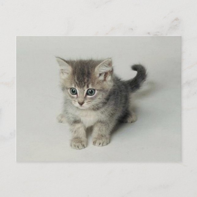 CARTÃO POSTAL GATO (Frente)