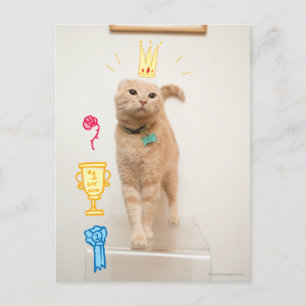Cartão Postal Gato #1